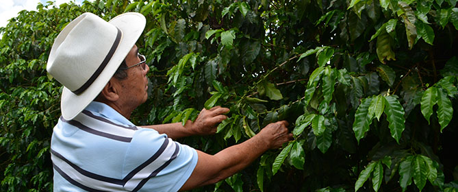 Yuki's father inspects coffee tree.
