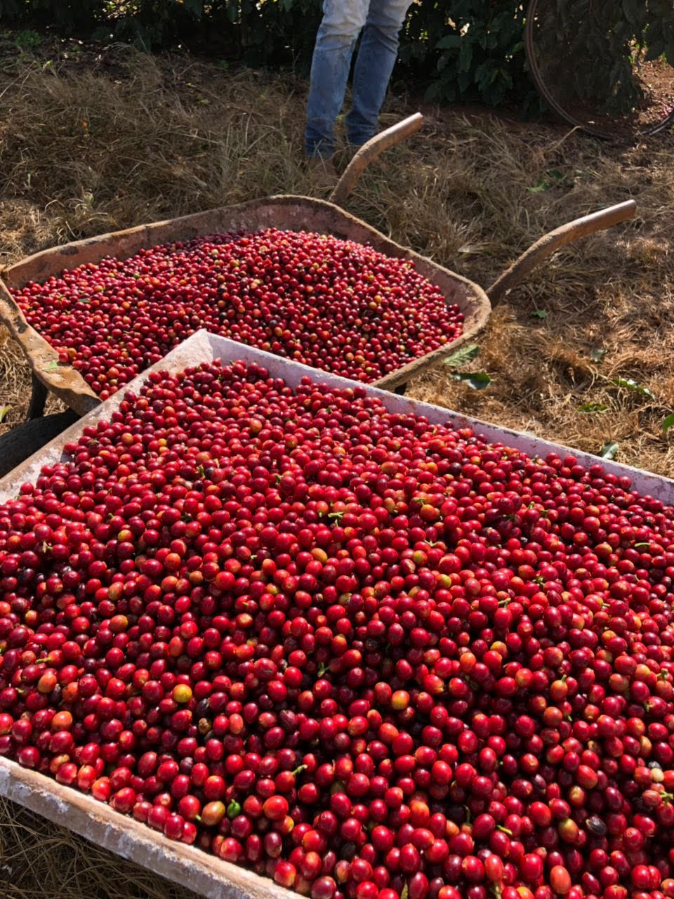 Coffee cherries fresh from the field